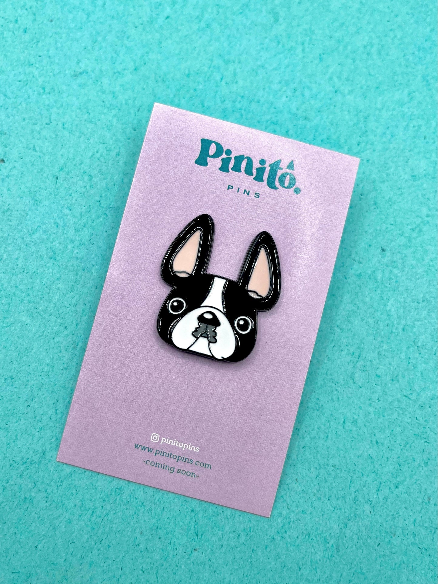 Boston Terrier
