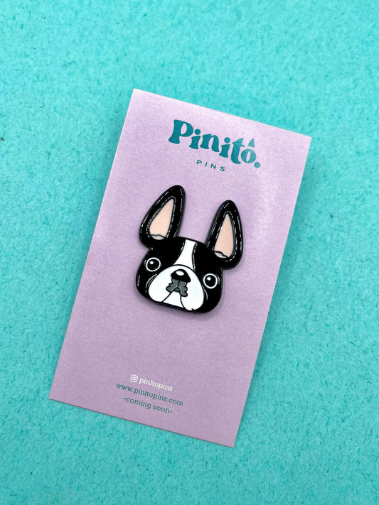 Boston Terrier