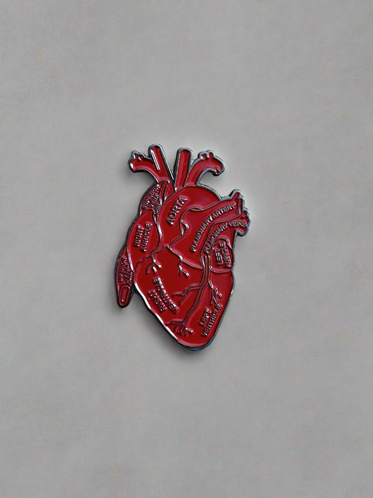 Corazón y sus partes