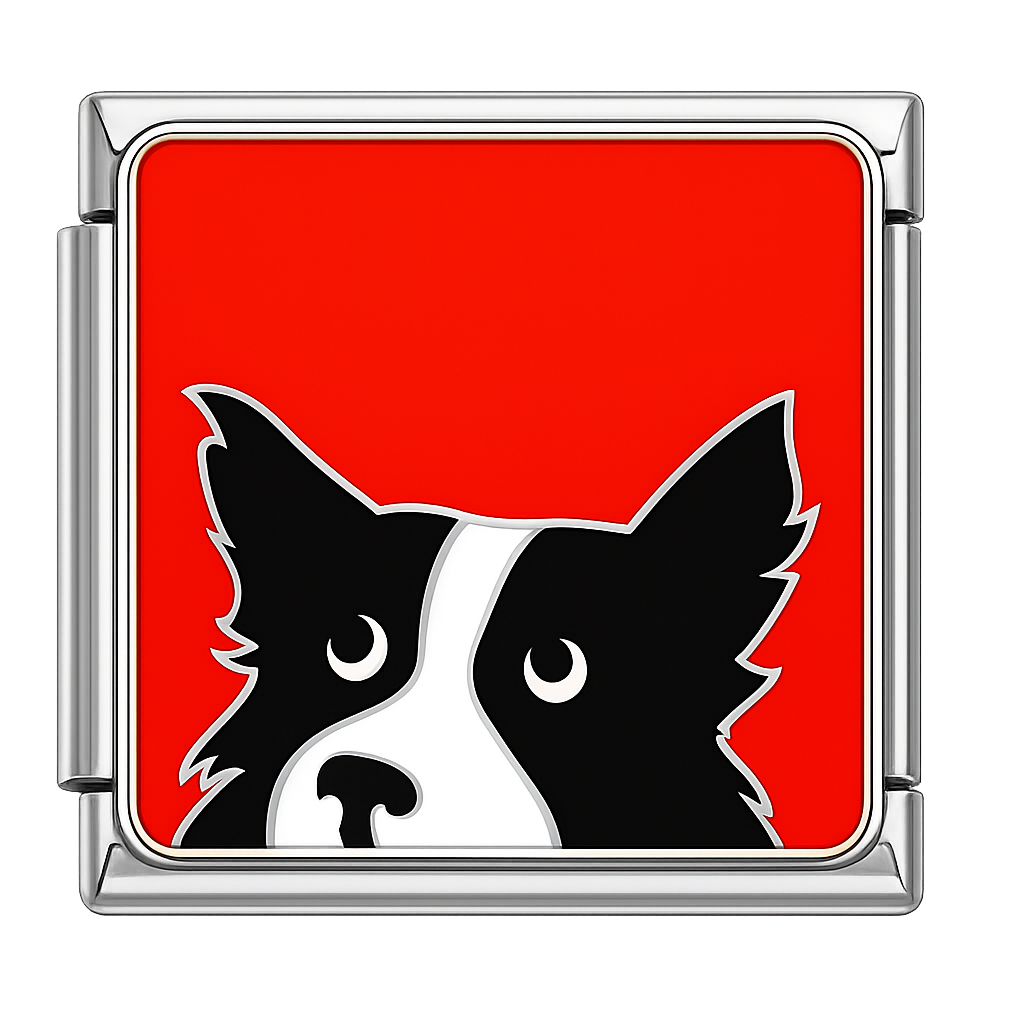 Charm Border Collie