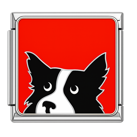 Charm Border Collie